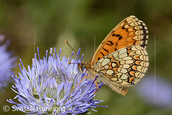 Flockenblumen-Scheckenfalter (Melitaea phoebe) auf Berg-Jasione (Jasione montana) Flockenblumen-Scheckenfalter (Melitaea phoebe) auf Berg-Jasione (Jasione montana)
