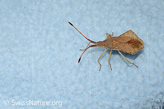 Rhombenwanze (Syromastus rhombeus)