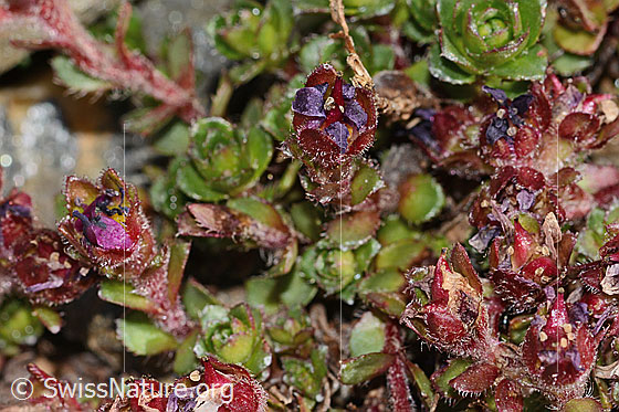 Foto: Zweiblütiger Steinbrech (Saxifraga biflora). Blüten und Blätter. Verblüht. Höhe: 2.5cm.