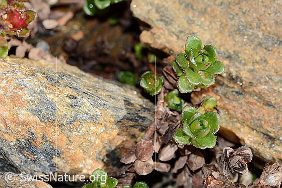 Photo: Saxifraga biflora. Leaves.