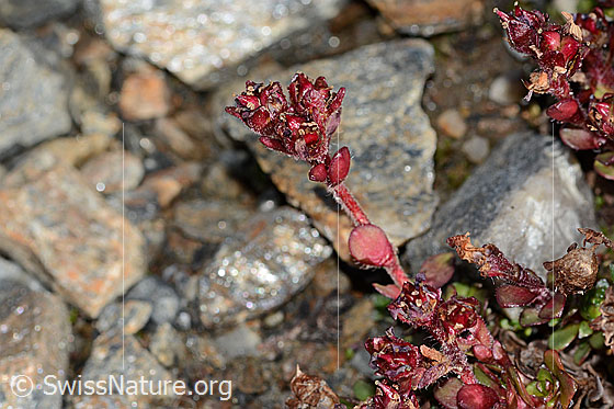Foto: Zweiblütiger Steinbrech (Saxifraga biflora). Stängel und Blüte. Verblüht. Höhe: 4.5cm.