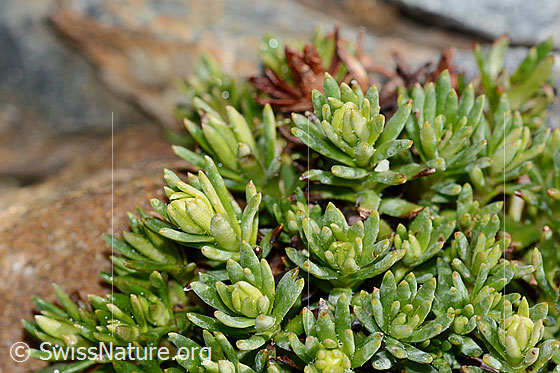 Foto: Bewimperter Steinbrech (Saxifraga aizoides). Blätter und Knospen. Höhe: Ca. 2cm.