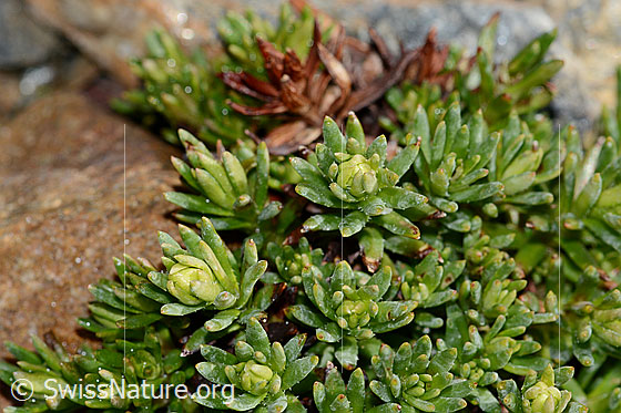Foto: Bewimperter Steinbrech (Saxifraga aizoides). Blätter und Knospen.