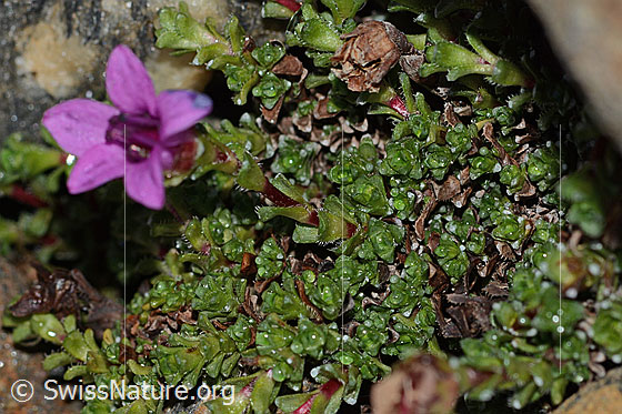 Foto: Gegenblättriger Steinbrech (Saxifraga oppositifolia). Blätter, Stängel und Blüte.