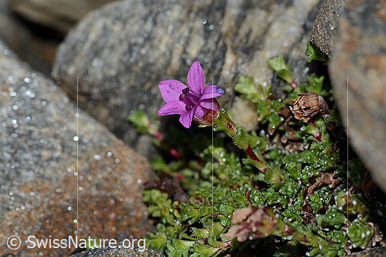 Foto: Gegenblättriger Steinbrech (Saxifraga oppositifolia). Ganze Pflanze (Habitus). Höhe: 1.8cm.