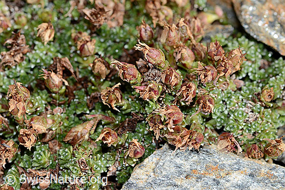 Foto: Gegenblättriger Steinbrech (Saxifraga oppositifolia). Verblühte Exemplare.