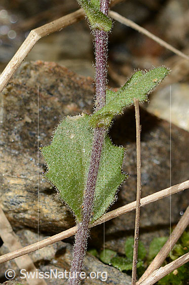 Foto: Alpen-Gänsekresse (Arabis alpina). Stängel und Stängelblätter.
