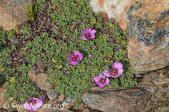 Foto: Gegenblättriger Steinbrech (Saxifraga oppositifolia). Ganze Pflanze (Habitus).