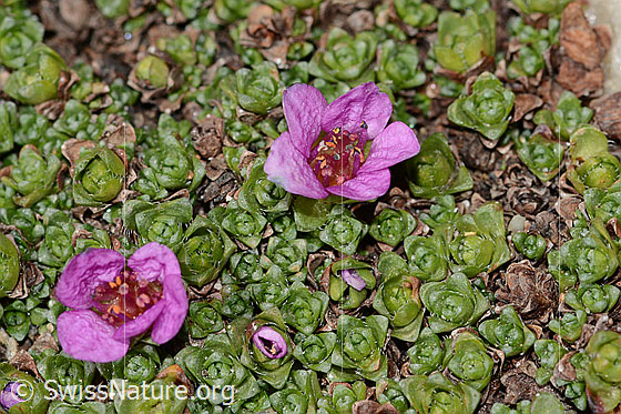 Foto: Gegenblättriger Steinbrech (Saxifraga oppositifolia). Blüten und Blätter.