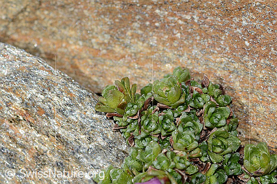 Foto: Gegenblättriger Steinbrech (Saxifraga oppositifolia). Blätter.