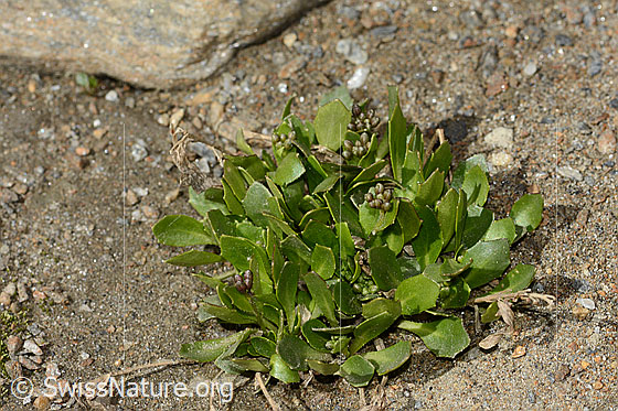 Foto: Bläuliche Gänsekresse (Arabis caerulea). Ganze Pflanze (Habitus). Blüten noch geschlossen.