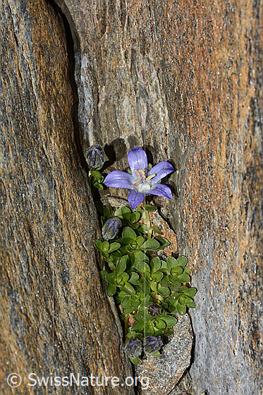Photo: Campanula cenisia. Whole plant (habiti).