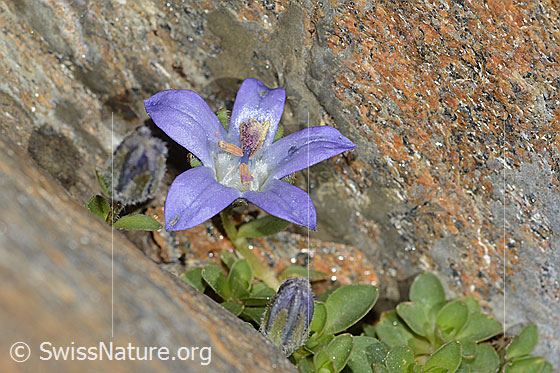 Foto: Mont Cenis-Glockenblume (Campanula cenisia). Blüte, Knospe und Blätter. Höhe: 2cm.
