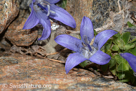 Photo: Campanula cenisia. Blossom.