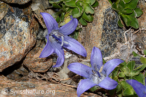 Photo: Campanula cenisia. Blossoms.