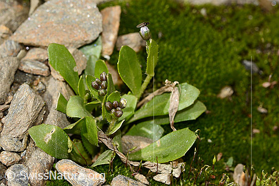 Foto: Bläuliche Gänsekresse (Arabis caerulea). Ganze Pflanze (Habitus). Blüten noch geschlossen. Höhe: ca. 1.5cm.