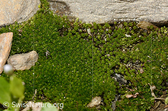 Photo: Probably Bryum capillare. Whole plant (habiti). View from above.