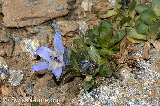 Foto: Mont Cenis-Glockenblume (Campanula cenisia). Ganze Pflanze (Habitus). Ansicht von der Seite.