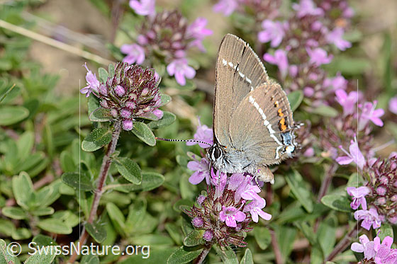 Photo: Satyrium spini on Thymus praecox ssp. praecox. Wings closed. View diagonally from the front.