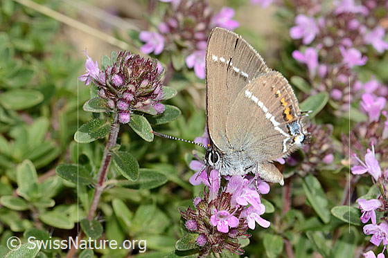Kreuzdorn-Zipfelfalter (Satyrium spini) auf Frühblühendem Thymian (Thymus praecox ssp. praecox)