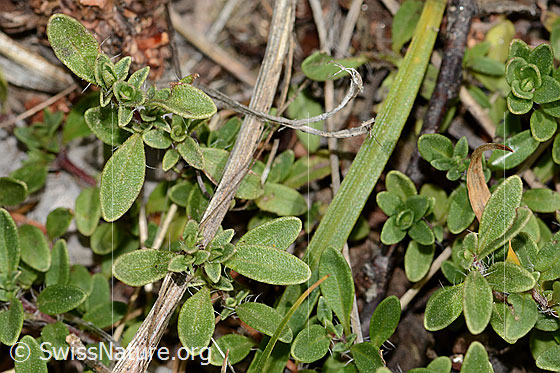 Photo: Probably Thymus praecox ssp. praecox. Leaves.