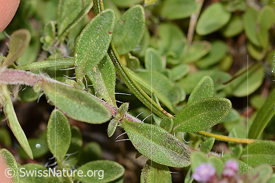 Photo: Probably Thymus praecox ssp. praecox. Leaves and stem.
