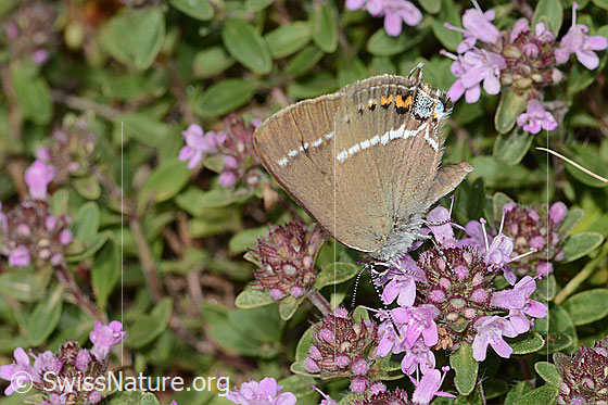 Photo: Satyrium spini on Thymus praecox ssp. praecox. Wings closed. View from the side above.