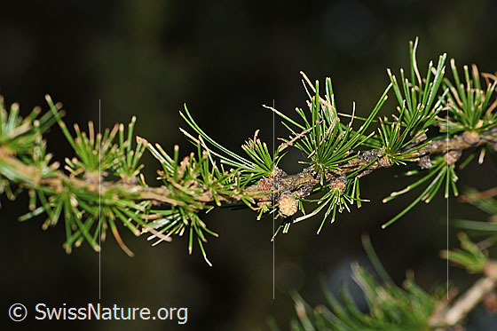 Foto: Lärchenzweig (Larix decidua) nach Befall durch Raupe des Orangegelben Breitflügelspanners (Agriopis aurantiaria)