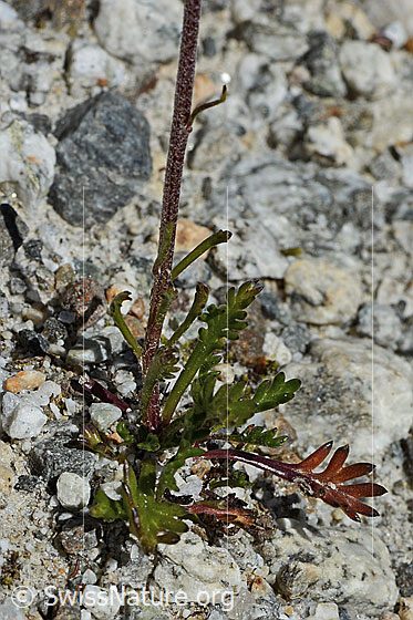 Foto: Gewöhnliche Alpenmargerite (Leucanthemopsis alpina). Blätter und Stängel.