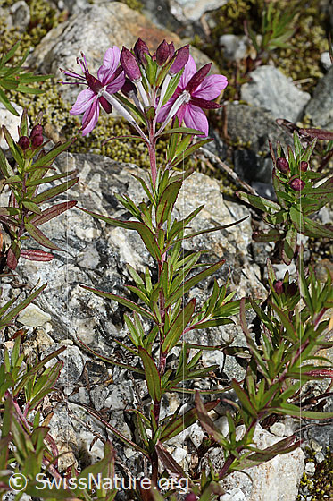 Foto: Fleischers Weidenröschen (Epilobium fleischeri). Ganze Pflanze (Habitat).
