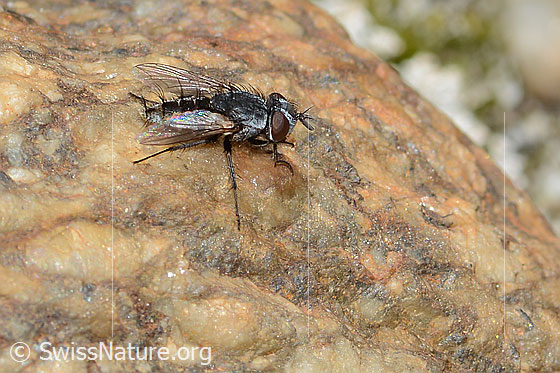 Photo: Probably Metopia campestris. Length 7mm. View from diagonally above.