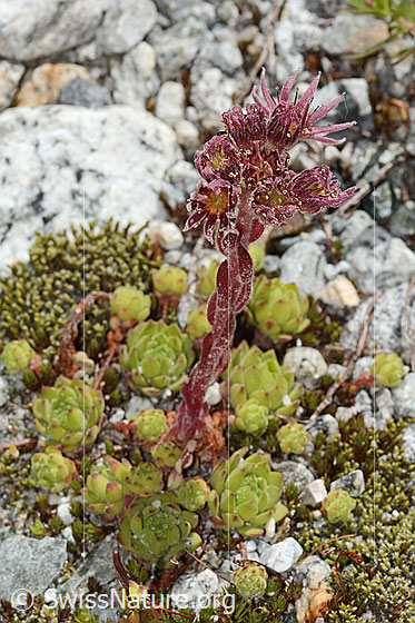 Photo: Sempervivum montanum. Whole plant (habit).