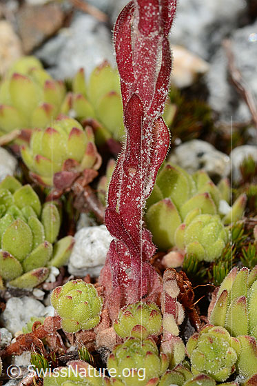Photo: Sempervivum montanum. Stem.