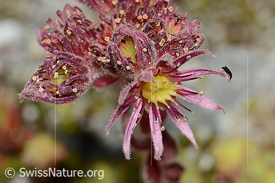 Photo: Sempervivum montanum. Blossom. Diameter = ca. 2cm.