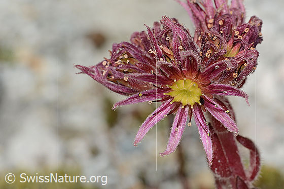 Photo: Sempervivum montanum. Blossom. Diameter ca. 2cm.