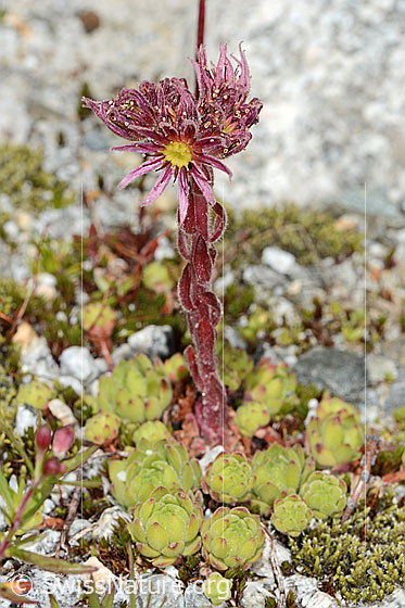 Photo: Sempervivum montanum. Whole plant (habit). Height = 8cm.