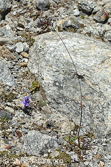Photo: Probably Poa alpina. Whole plant (habit). Height = 23cm.