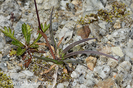 Photo: Probably Poa alpina. Leaves and stem.