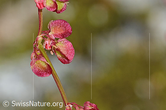 Foto: Schildblättriger Ampfer (Rumex scutatus). Blüten.