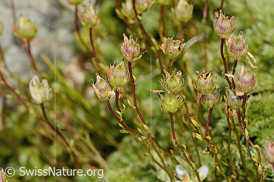 Photo: Saxifraga bryoides. Wilted blossoms.
Lat.: Saxifraga bryoides
Family: Saxifragaceae
Genus: Saxifraga