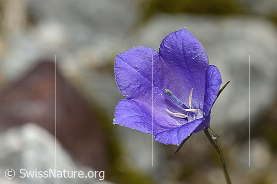 Photo: Campanula scheuchzeri. Blossom. View from the front.