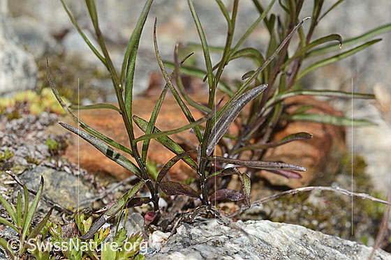 Photo: Campanula scheuchzeri. Leaves and stem.