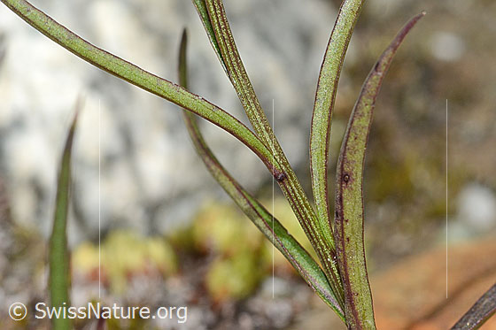 Photo: Campanula scheuchzeri. Leaves and stem.