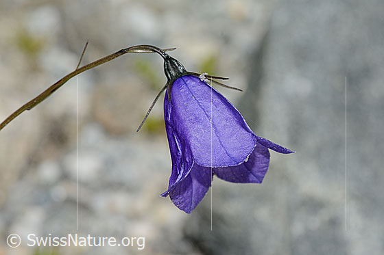 Photo: Campanula scheuchzeri. Stem, stem leaves and blossom. View from the side.