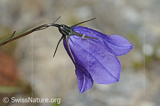 Photo: Campanula scheuchzeri. Stem and blossom. View from the side above.
