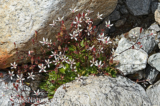 Foto: Sternblütiger Steinbrech (Saxifraga stellaris). Ganze Pflanze (Habitus). Höhe = 7cm.