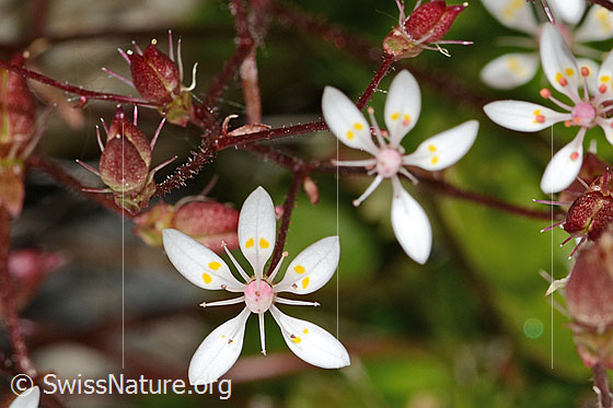 Foto: Sternblütiger Steinbrech (Saxifraga stellaris). Blüten. Blühend ud verblüht.