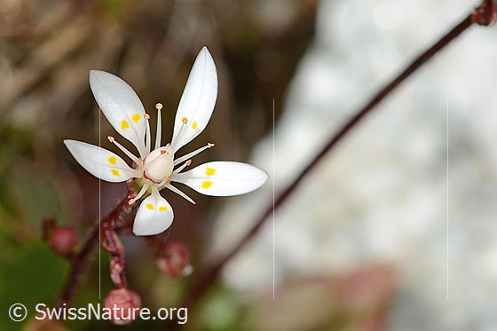 Foto: Sternblütiger Steinbrech (Saxifraga stellaris). Blüte.