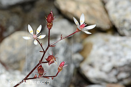Foto: Sternblütiger Steinbrech (Saxifraga stellaris). Stängel und Blüten. Blühend und verblüht.