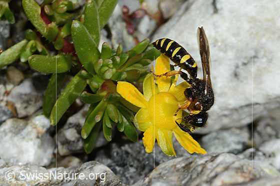 Photo: Crabro peltatus on Saxifraga aizoides. Length 12mm. Male. View from the side.
